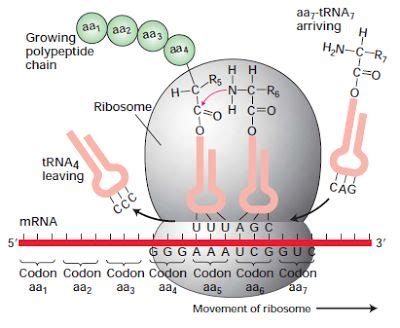 Protein Biochemistry: Protein Synthesis | Biochemistry, Biology lessons ...