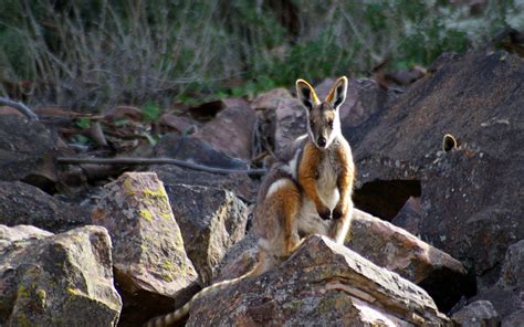 Kangaroos ~ Life Amazing