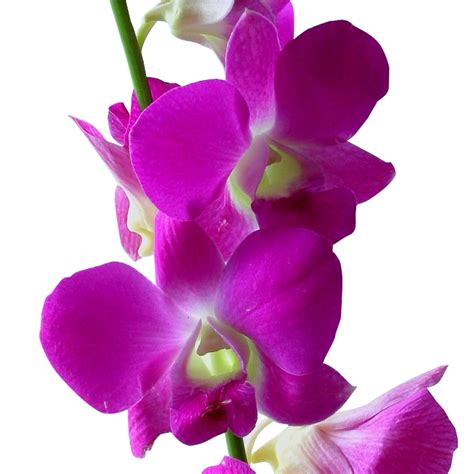 Pink Dendrobium Orchids, Orchids in Bulk | Wholesaleflowers.net