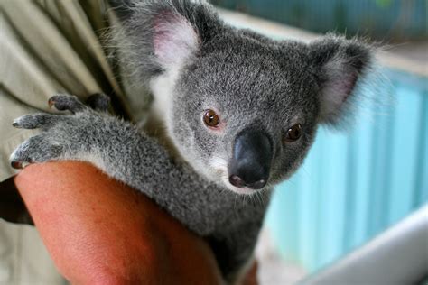 12 Terrifying Facts About Koalas - A Miserable and Hateful Animal