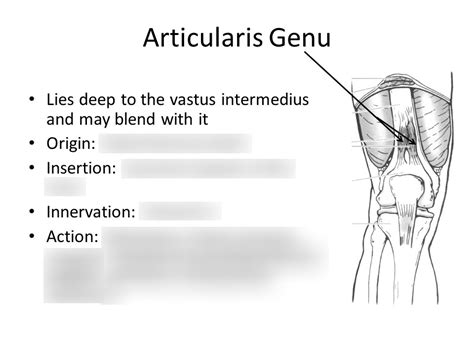 Articularis Genu Diagram | Quizlet