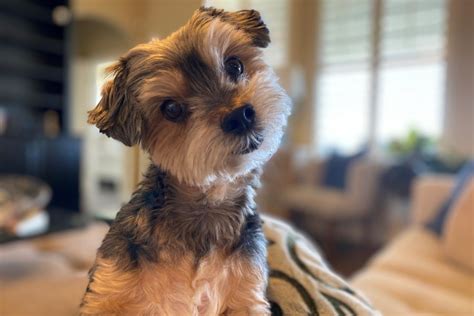 What's A Morkie Poo? Everything About This Designer Breed