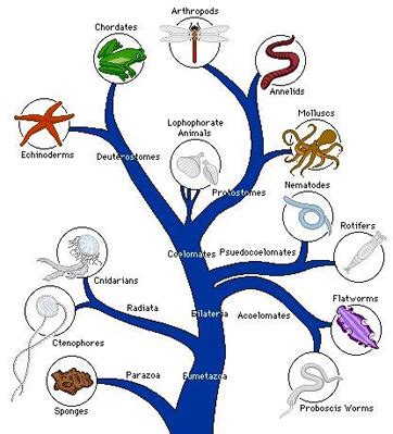 Multicellular Organisms Diagram