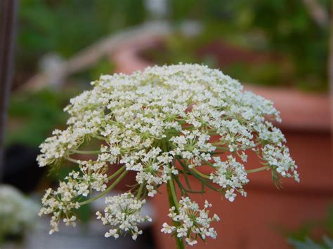 Carrot Flowers are Pretty, Edible and Grow Seeds