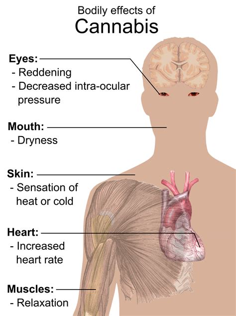 The Different Physical And Mental Effects Of Marijuana