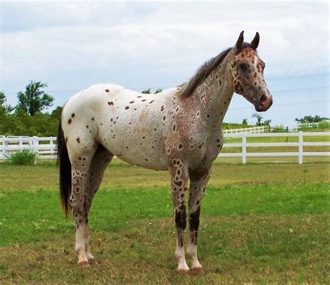 56 best Tiger Horse images on Pinterest | Appaloosa, Appaloosa horses ...