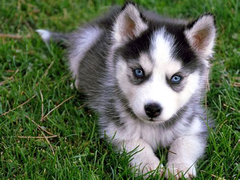 Puppy husky wallpaper | 1600x1200 | #14047