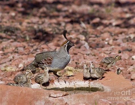 Gambel's Quail with chicks Photograph by Wayne Johnson - Fine Art America