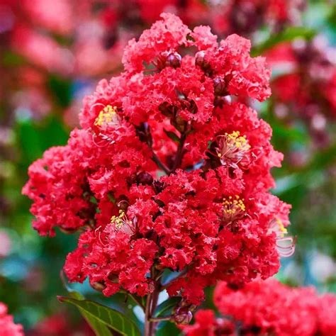 Buy Enduring Summer Red Crape Myrtle Trees Online | The Tree Center