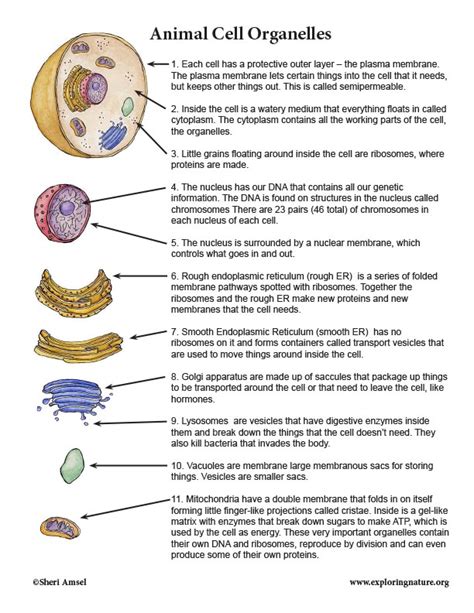 😂 Various cell organelles and their functions. Organelle. 2019-02-28