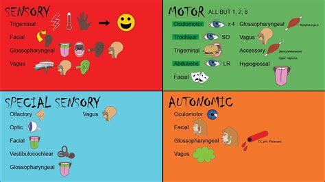 Mnemonics for Function of Cranial Nuclei + Columns and their Associated ...