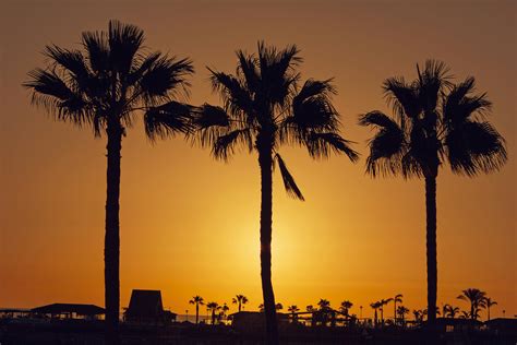 Silhouette Palm Trees on Beach Against Sky · Free Stock Photo