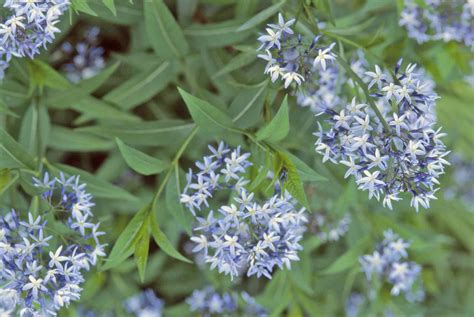 12 Types of Garden Plants With Blue Flowers