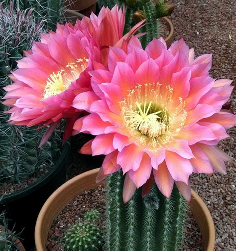 Echinopsis x "Bright Pink" - Cactus Jungle