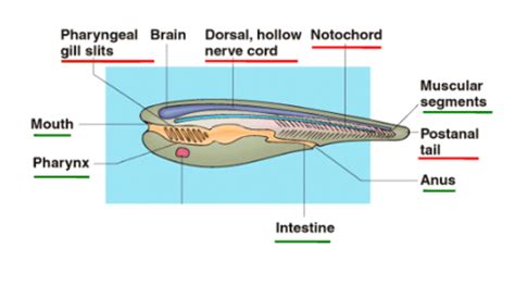 Vertebrate Beginnings Flashcards | Quizlet