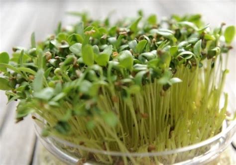 Alfalfa Hair – Benefits of Alfalfa For Hair - Health - GTK Forums