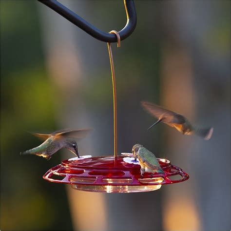 More Birds® Bird Health 3-in-1 Hummingbird Feeder | 30-3N1