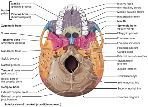 Temporal bone anatomy, parts of temporal bone & temporal bone fracture