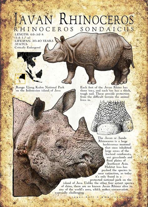 Javan Rhinoceros Poster Print / Infographic