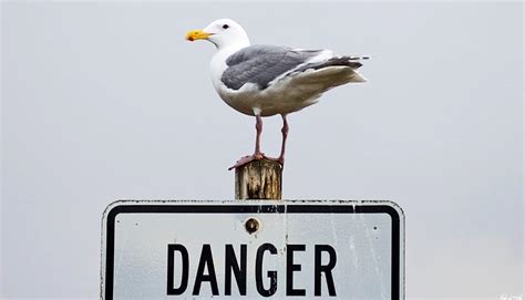 City bird poop holds antibiotic resistance genes - Futurity