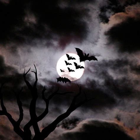 Halloween Bat Wallpapers - Top Free Halloween Bat Backgrounds ...