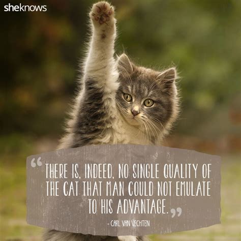 50 Cat Quotes That Only Feline Lovers Would Understand | Cat quotes ...