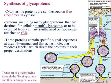 PPT - GLYCOPROTEINS PowerPoint Presentation - ID:4155658