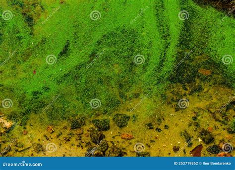 Green Algae Pollution on the Water Surface. Ecological Concept Stock ...