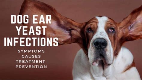 Dog Ear Yeast Infections: Amazing Symptoms, Causes, Treatment ...