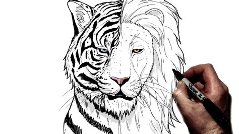 How To Draw A Tiger/Lion | Step By Step - YouTube