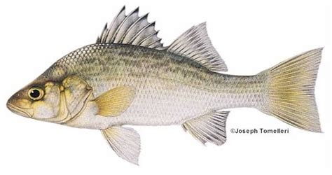 White Perch: Species Information: Fisheries: Fish & Wildlife: Maine ...