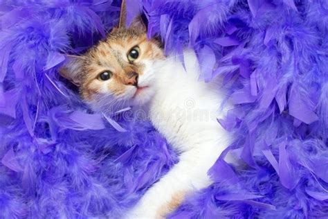 Cat in feathers stock image. Image of nose, breed, portrait - 2198293