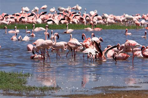 Flamingos, Lake Nakuru, Kenya Photograph by Aidan Moran - Fine Art America