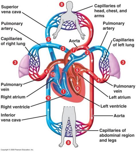 Blood Flow Diagram Of Heart