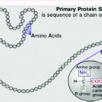 Primary Structure of Proteins (Enzymes) [3]. National Human Genome ...