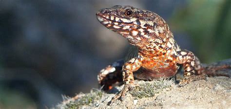 Lava Lizard 1 fin CROP_Web | Good Nature Travel Blog