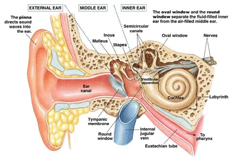 Ear Internal Structure Diagram Inner Ear Problems