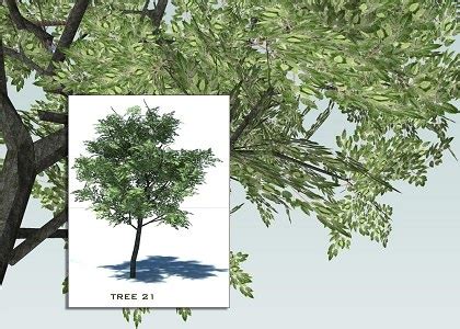 Free 3D Models - VEGETATION - SKETCHUP 3D TREES COLLECTION 3 - by ...