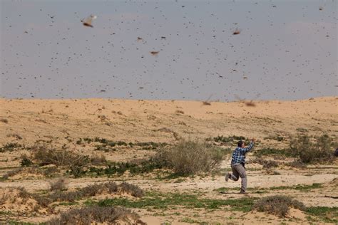 Locusts swarm the Middle East - Photo 1 - Pictures - CBS News