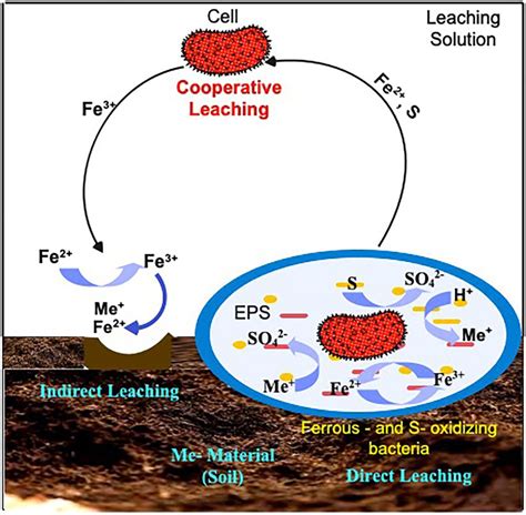 Frontiers | A review on the bioleaching of toxic metal(loid)s from ...