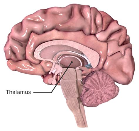 Thalamus Anatomy