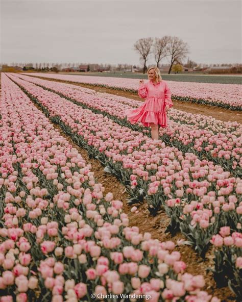 The Best Place to see Tulips in Belgium – Map Included | Places to see ...