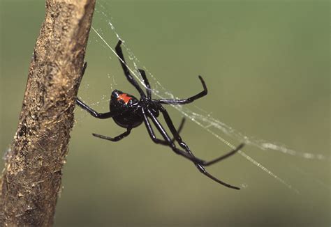 Male Black Widow Spiders Poisonous