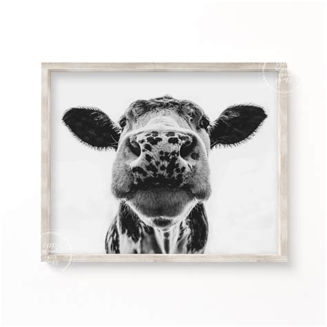 Dairy Cow Face Close up Poster Print Farmhouse Decor - Etsy