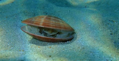 Killer Clams In The Deep-sea Natural History Museum | atelier-yuwa.ciao.jp