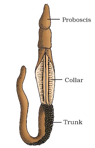 Hemichordata Anatomy