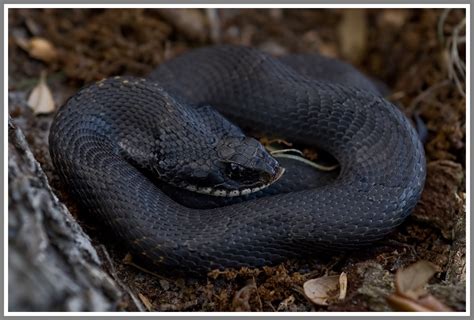 Eastern Hognose Snake | Florida Backyard Snakes