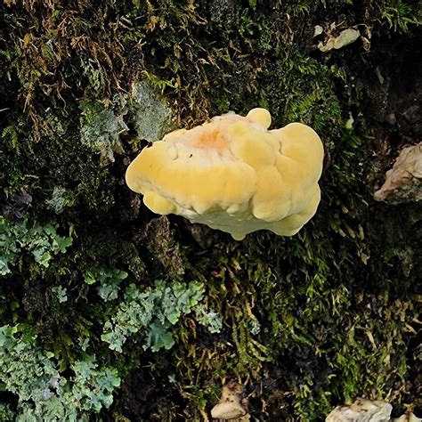 Chicken of the Woods – Day 1 | Western Carolina Botanical Club