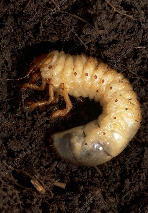 May bug larva - Stock Image - Z330/0806 - Science Photo Library