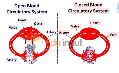 Difference Between Open And Closed Blood Circulatory System